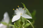 Small-leaf spiderwort